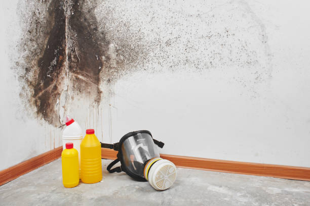 Best Toxic Mold Removal  in New Hope, AL