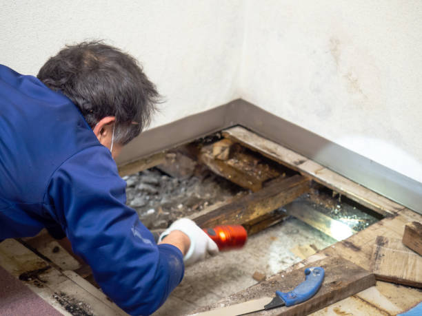 Mold Removal and Inspection in New Hope, AL
