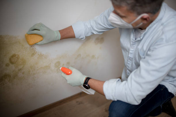 Best Certified Mold Removal  in New Hope, AL