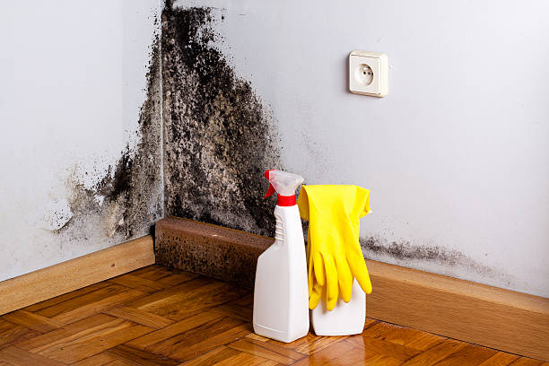 Best Commercial Mold Removal  in New Hope, AL